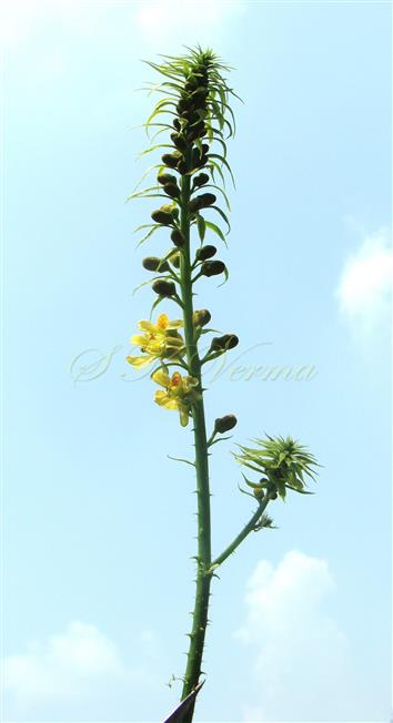  Inflorescence